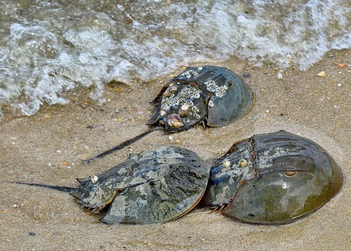 International Horseshoe Crab Day  
 - Horseshoe Crab