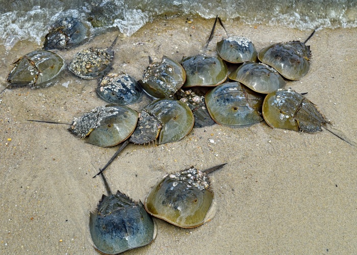 International Horseshoe Crab Day - Horseshoe Crabs