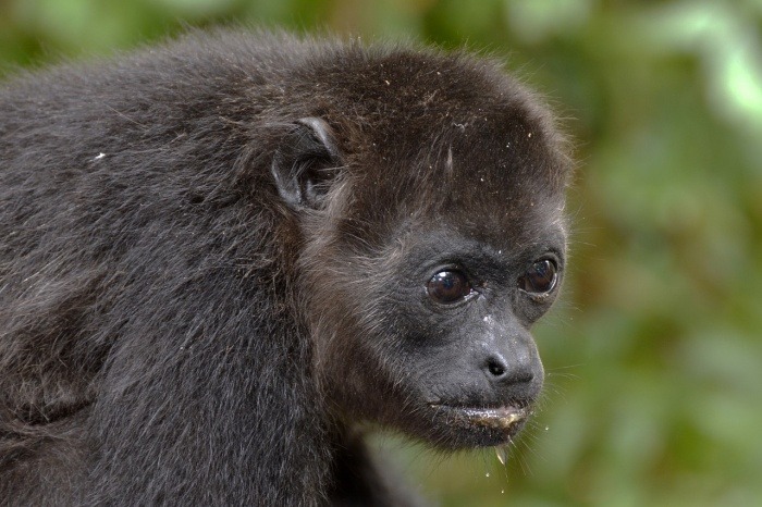 World Wildlife Day - Howler Monkey