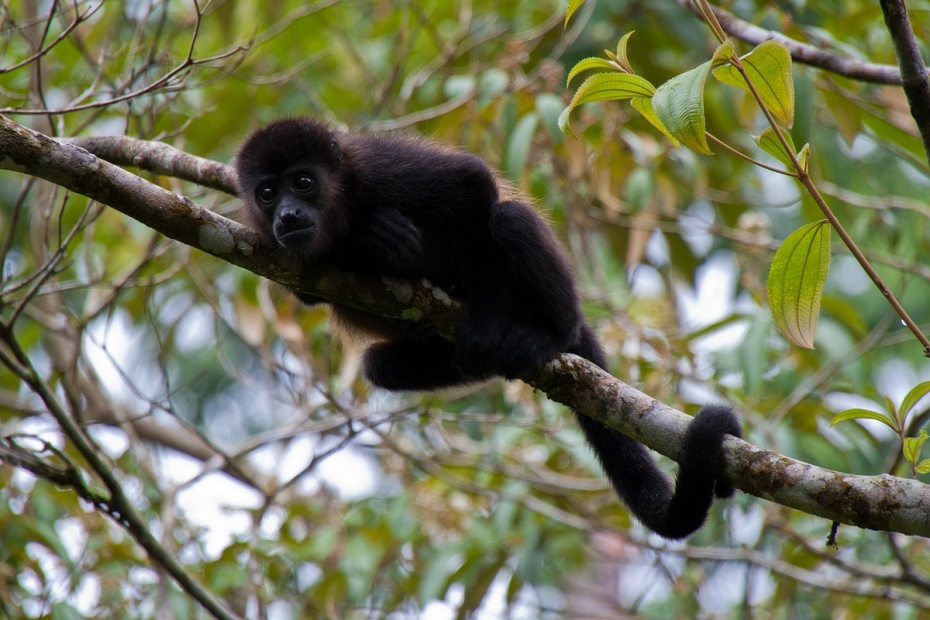 Howler Monkey