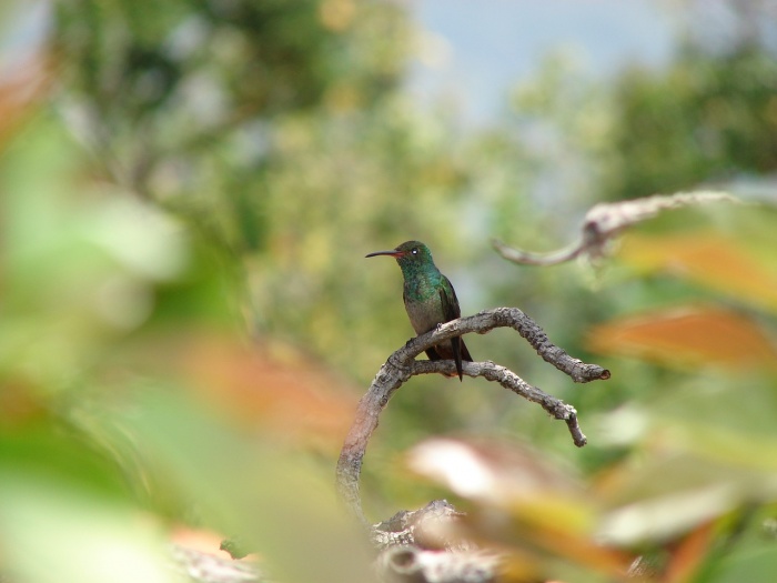 National Hummingbird Day - Hummingbird