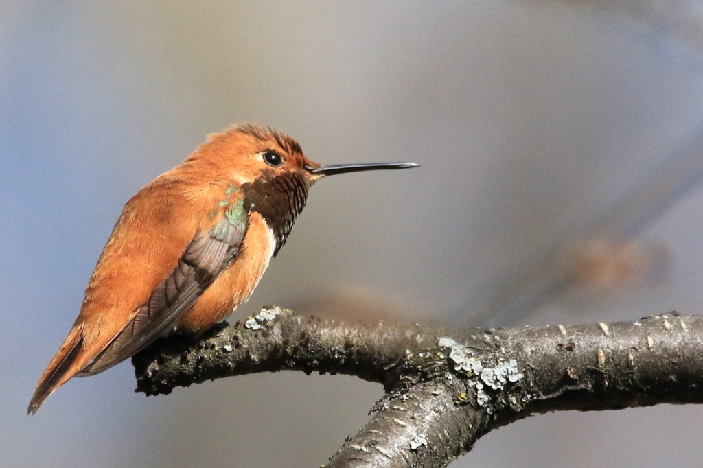 National Hummingbird Day - Hummingbird