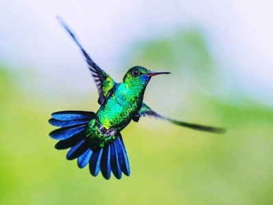 National Hummingbird Day - Hummingbird in Flight
