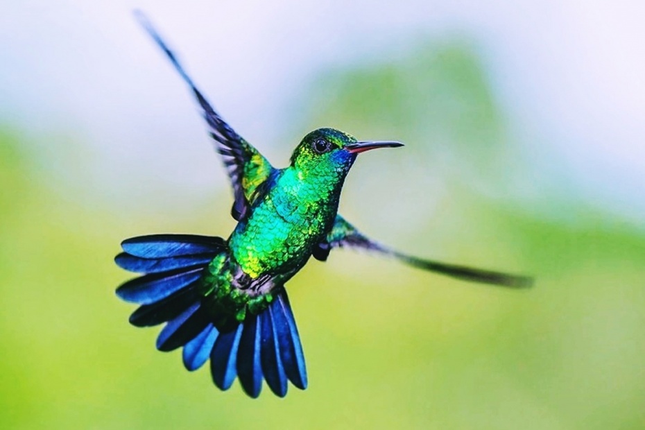 Hummingbird