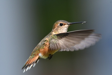 National Hummingbird Day - Hummingbird