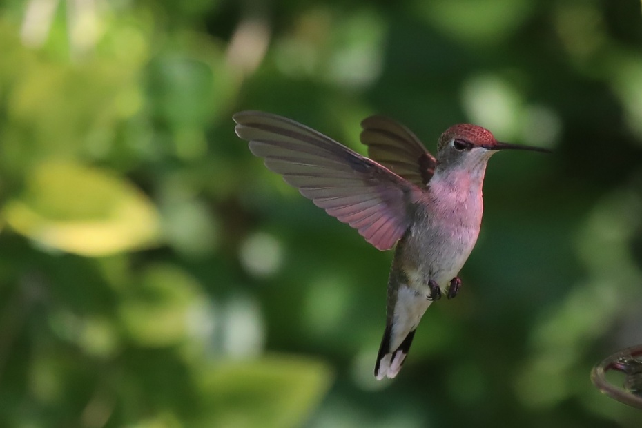 Hummingbird