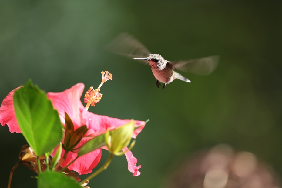 Hummingbird