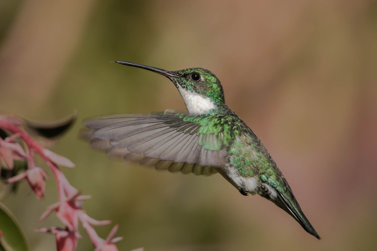 Butterfly And Hummingbird Day 2024 Davida Melania