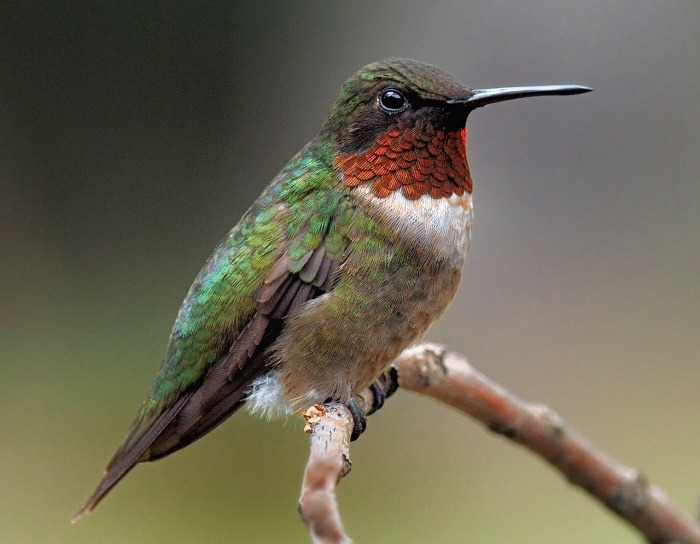 World Migratory Bird Day - Hummingbird
