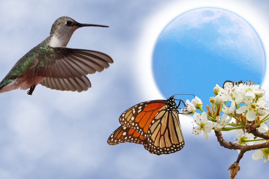 Hummingbird and Butterfly