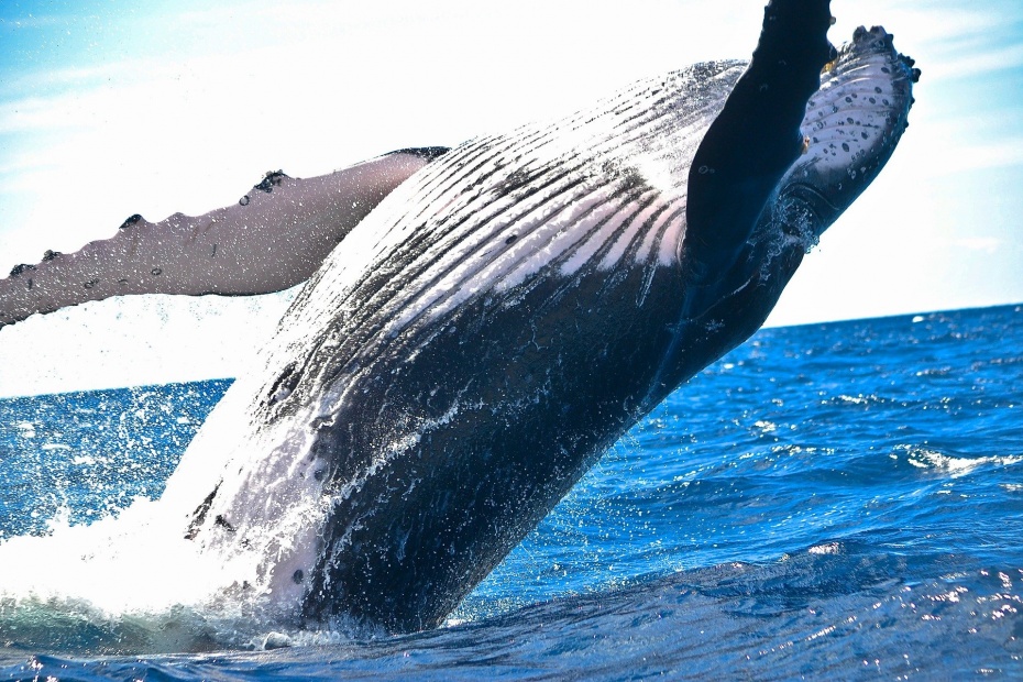 Humpback Whale