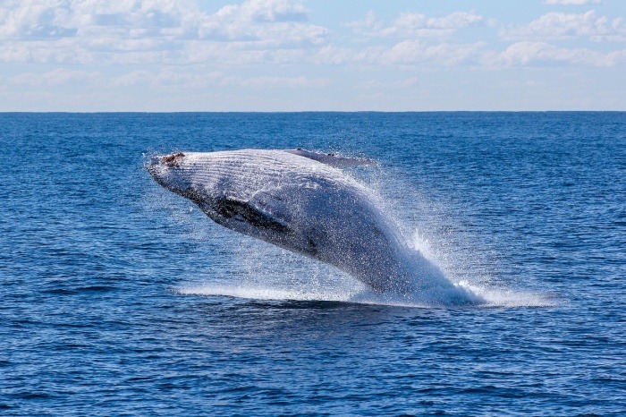 World Whale Day - Humpback Whale