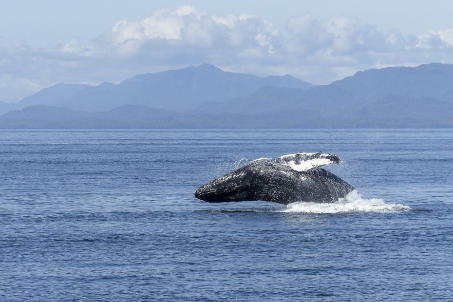 Humpback Whale