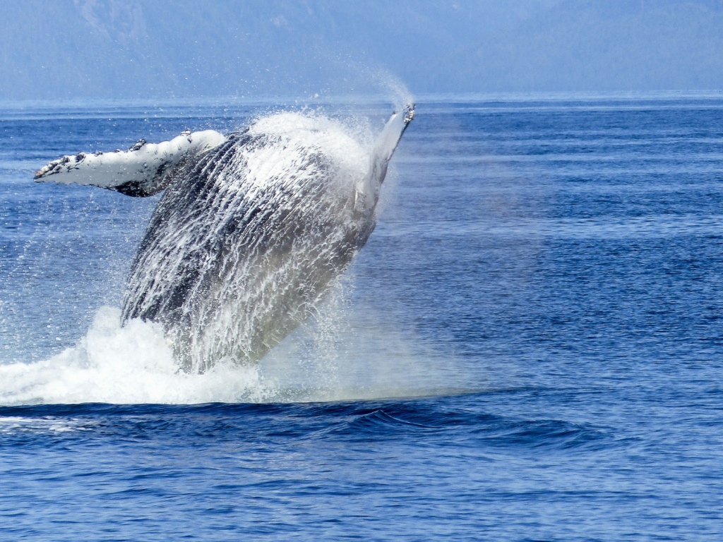 World Whale Day - Humpback Whale