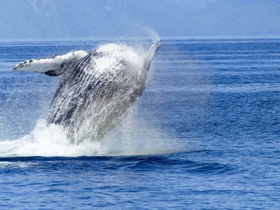 Humpback Whale