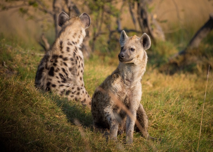World Hyena Day - Spotted Hyena