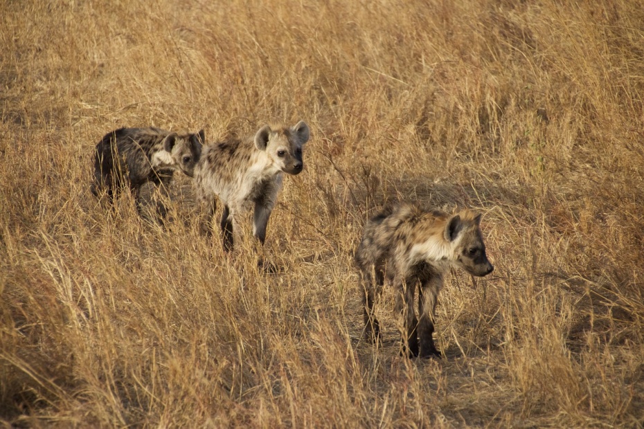 Hyena Cubs