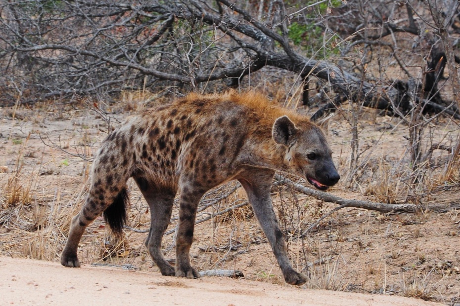 Hyena