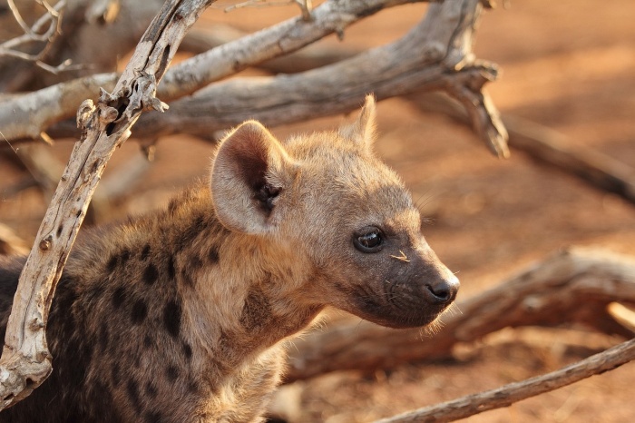 World Hyena Day - Hyena
