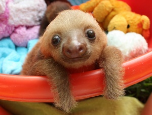 Rescued Baby Two Toed Sloth