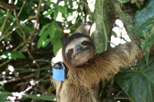 Released Three Toed Sloth - The Sloth Conservation Foundation