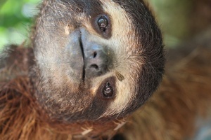 Rescued Three Toed Sloth - The Sloth Conservation Foundation