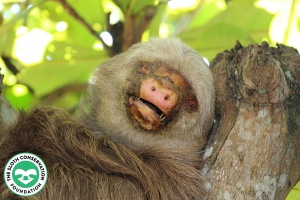 Rescued Two Toed Sloth - The Sloth Conservation Foundation