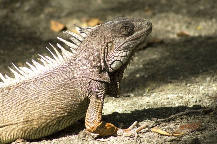 Reptile Awareness Day - Iguana