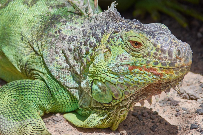 National Iguana Awareness Day - Iguana