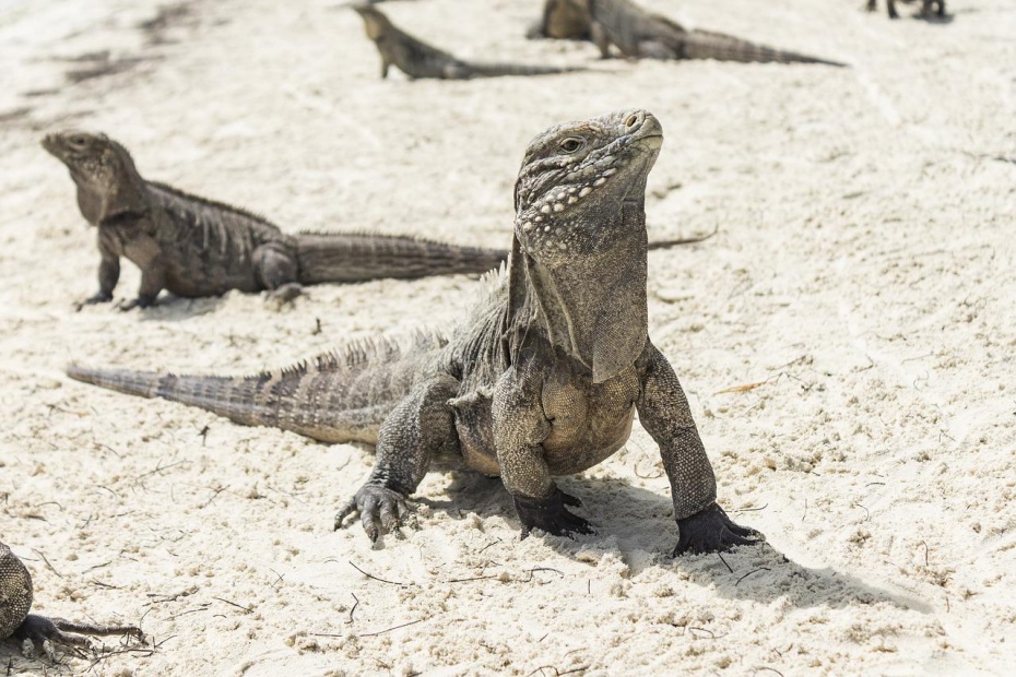 Iguana