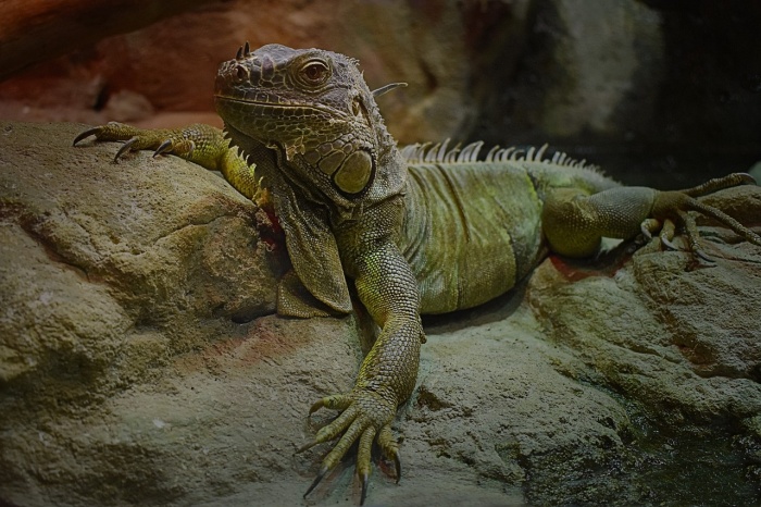 Green Iguana