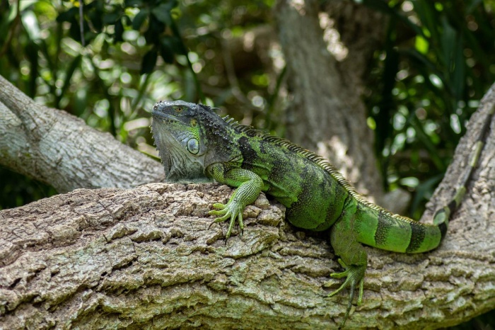 National Iguana Awareness Day - Green Iguana