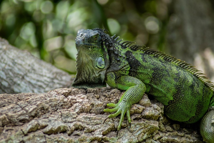 National Iguana Awareness Day - Green Iguana