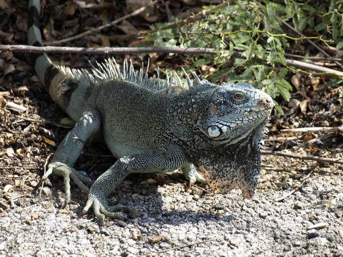 National Iguana Awareness Day - Iguana