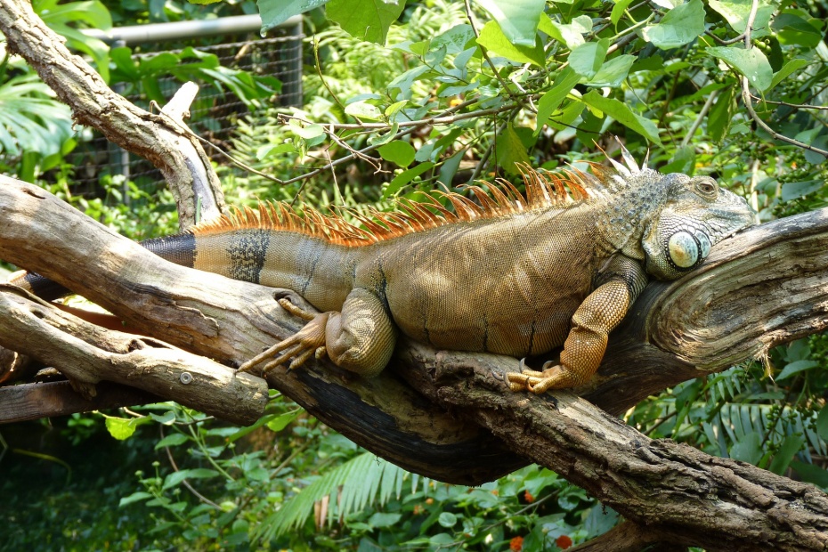 Iguana Male