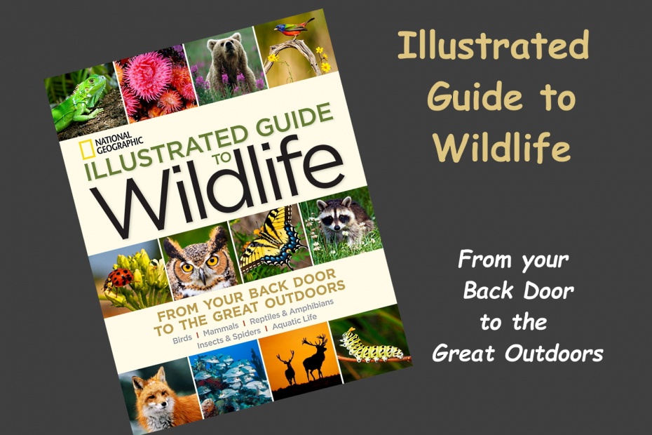 Illustrated Guide to Wildlife