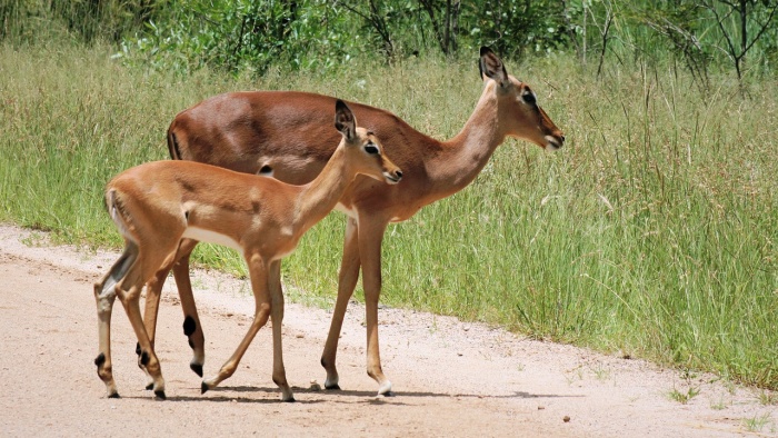 World Animal Day - Impala