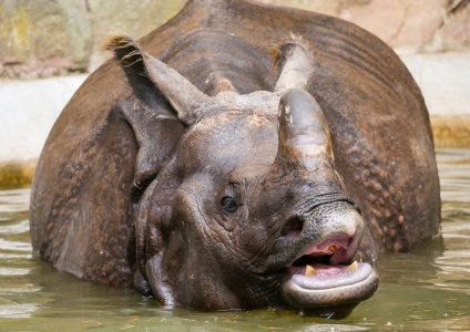 National Unicorn Day - Indian Rhinoceros