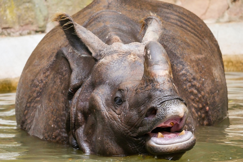 Indian Rhinoceros