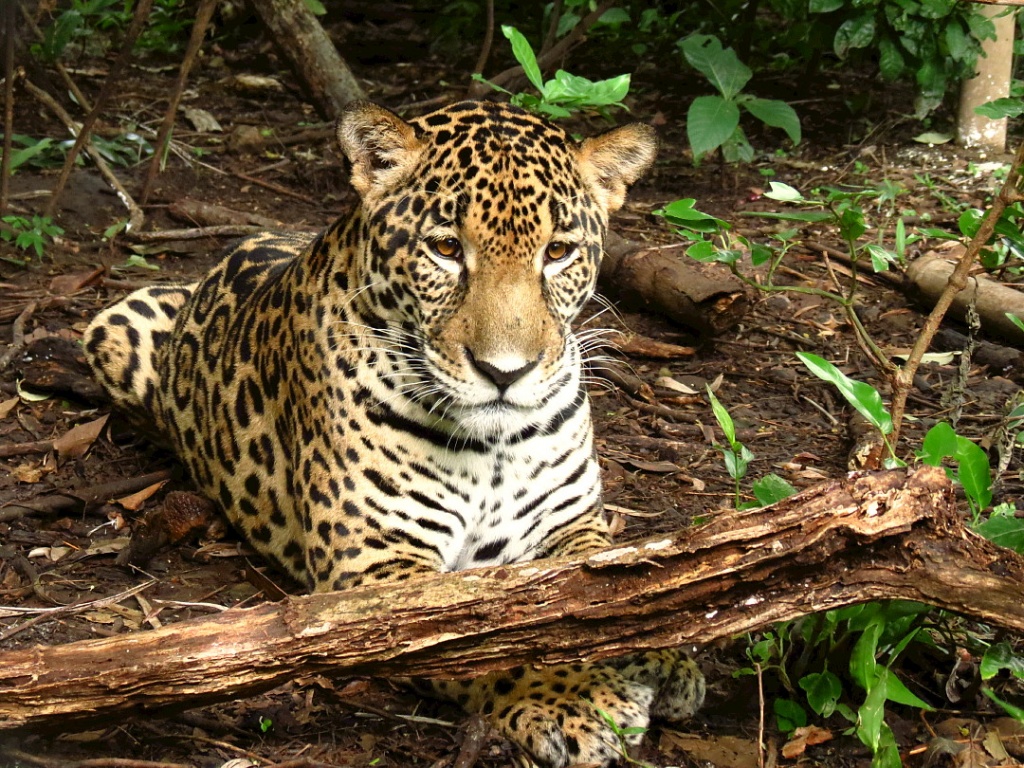 WATW Home - Jaguar at las centro de Rescate