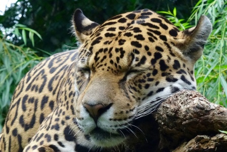 International Jaguar Day - Jaguar