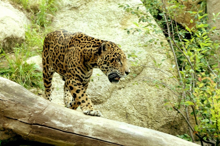 International Jaguar Day - Jaguar