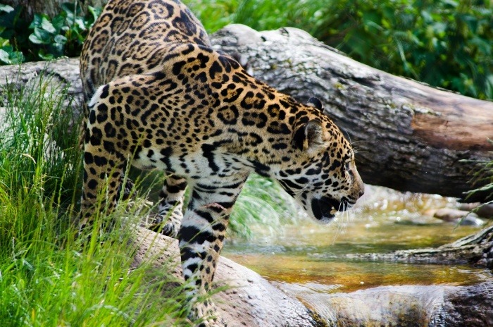 International Jaguar Day - Jaguar