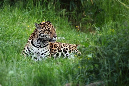 International Jaguar Day - Jaguar