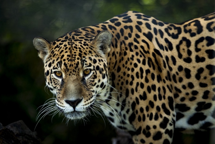 Discovering the Panatal Reserve - Jaguar