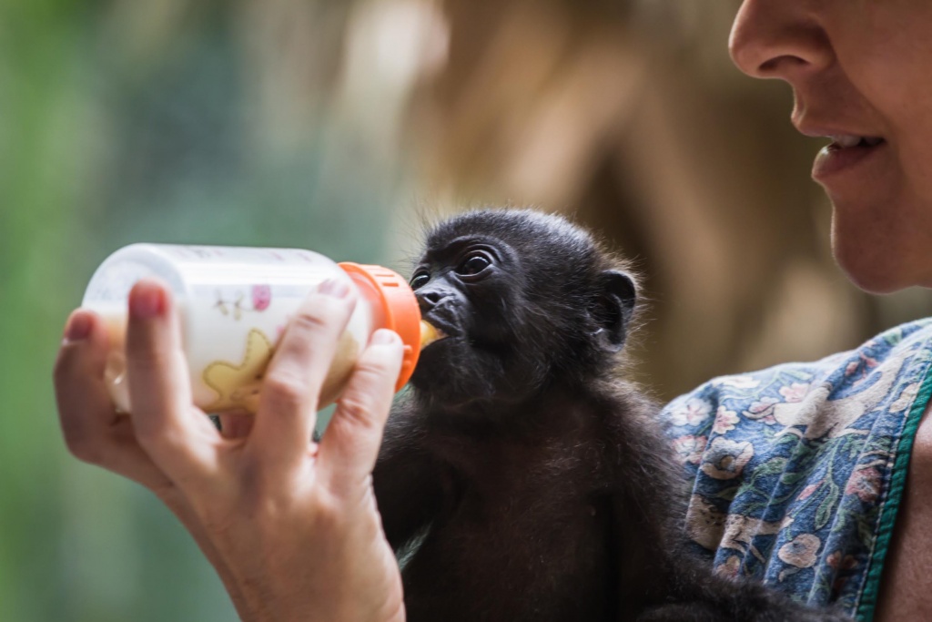 Rescued Baby Howler Monkey