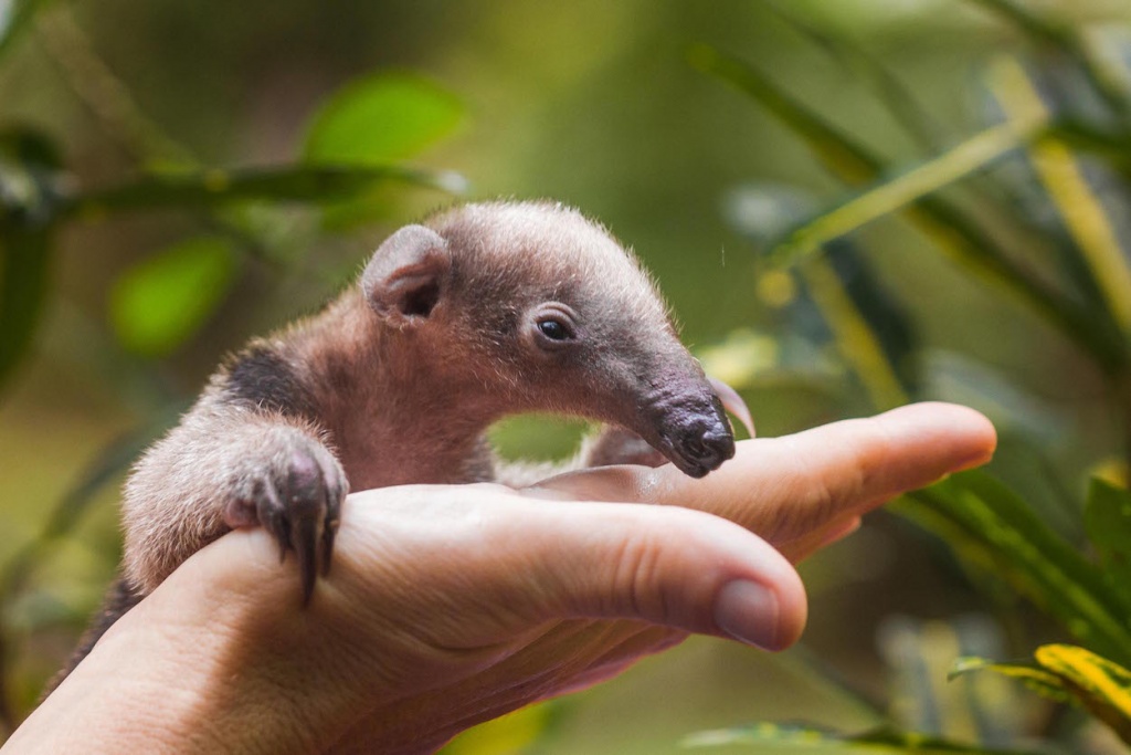 Rescued Baby Tamandua