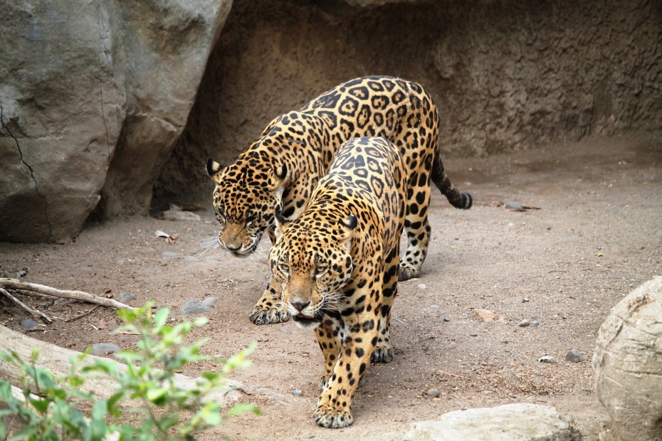 Jaguars