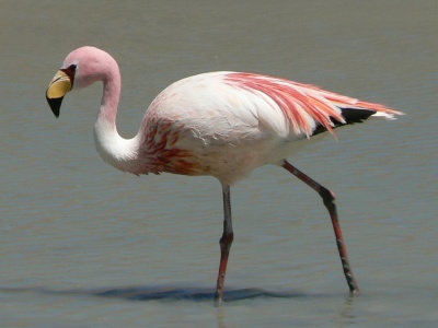 Flamingos - James Flamingo