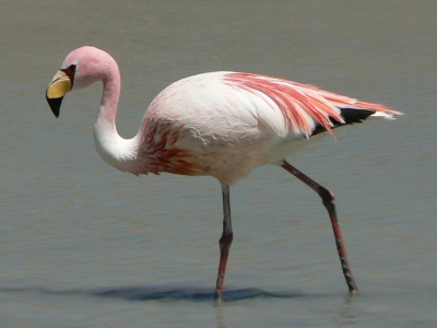 International Flamingo Day - James Flamingo